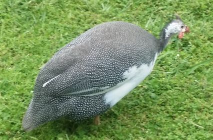 Penny a guinea fowl