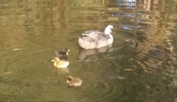 why ducks go broody Ducklings swimming with mum