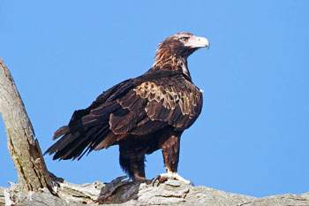 Tasmanian Wedge-Tail Eagle