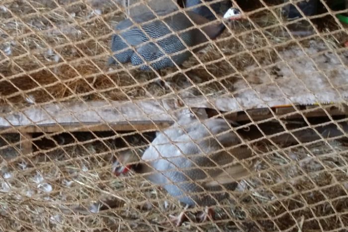 Two guinea fowls in pen for two week bonding