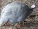 Stirling - my newest silver guinea fowl male