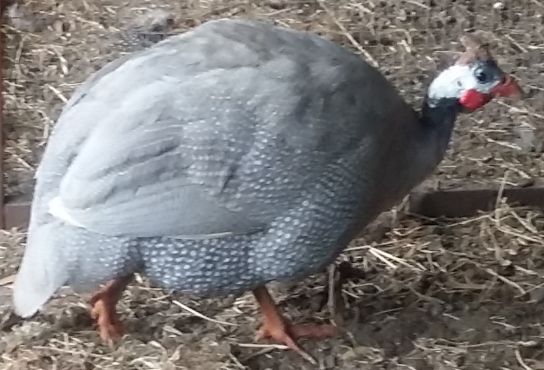 Stirling - my newest silver guinea fowl male