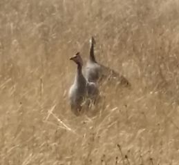 Two guinea fowl Pearl & Stirling