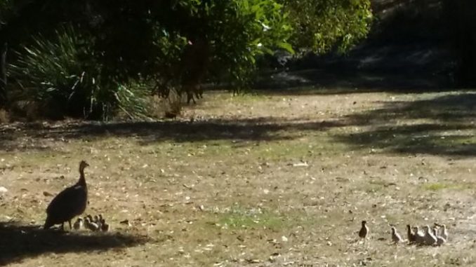 guinea fowl keets