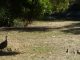 guinea fowl keets
