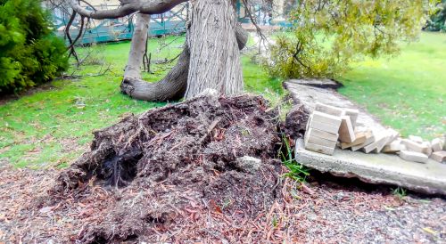 Large tree falls in our front yard