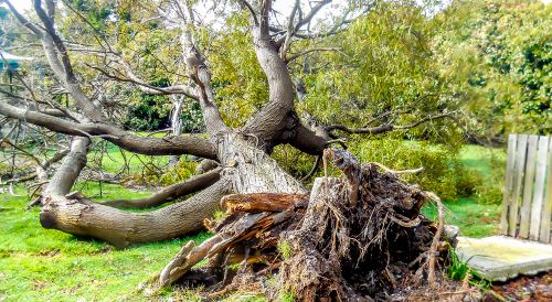 Tree falls in front yard