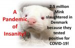 Tested Positive to Covid-19 Causing Panic and Mink  Slaughter